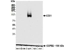 Western Blotting (WB) image for anti-Platelet/endothelial Cell Adhesion Molecule (PECAM1) (AA 1-50) antibody (ABIN7449414)