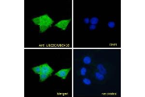ABIN184805 Immunofluorescence analysis of paraformaldehyde fixed MCF7 cells, permeabilized with 0.