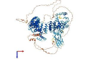 AP4E1 Protein (AA 1-1137) (His tag)