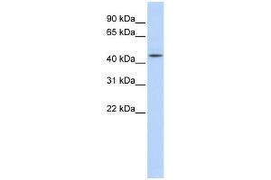 AHCY antibody used at 1 ug/ml to detect target protein.