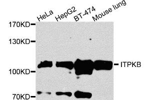 Western blot analysis of extracts of various cell lines, using ITPKB antibody (ABIN5972108) at 1/1000 dilution. (ITPKB Antikörper)