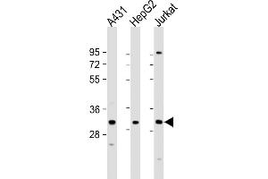 All lanes : Anti-LY6G6F Antibody (N-term) at 1:1000 dilution Lane 1: A431 whole cell lysate Lane 2: HepG2 whole cell lysate Lane 3: Jurkat whole cell lysate Lysates/proteins at 20 μg per lane. (LY6G6F Antikörper  (N-Term))