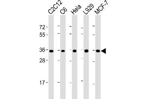 All lanes : Anti-PCNA Antibody (C-term) at 1:2000 dilution Lane 1: C2C12 whole cell lysate Lane 2: C6 whole cell lysate Lane 3: Hela whole cell lysate Lane 4:  whole cell lysate Lane 5: MCF-7 whole cell lysate Lysates/proteins at 20 μg per lane. (PCNA Antikörper  (C-Term))