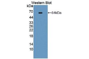 Western blot analysis of the recombinant protein. (TEK Antikörper  (AA 44-341))