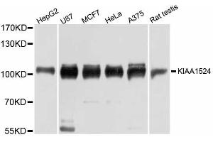 Western blot analysis of extracts of various cell lines, using KIAA1524 antibody (ABIN6290969) at 1:3000 dilution. (KIAA1524 Antikörper)