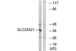 Western Blotting (WB) image for anti-Solute Carrier Family 25 (Mitochondrial Oxodicarboxylate Carrier), Member 21 (Slc25a21) (AA 134-183) antibody (ABIN2879187) (SLC25A21 Antikörper  (AA 134-183))