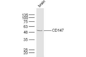 Mouse brain lysates probed with CD147 Polyclonal Antibody, unconjugated  at 1:300 overnight at 4°C followed by a conjugated secondary antibody at 1:10000 for 60 minutes at 37°C. (CD147 Antikörper  (AA 301-385))