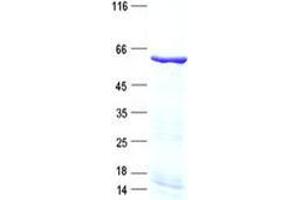 Validation with Western Blot (KLF5 Protein (His tag))
