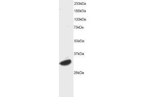 Image no. 1 for anti-Activating Transcription Factor 7 (AFT7) (C-Term) antibody (ABIN374136) (AFT7 Antikörper  (C-Term))
