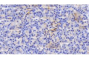 Detection of SDF2L1 in Human Pancreas Tissue using Polyclonal Antibody to Stromal Cell Derived Factor 2 Like Protein 1 (SDF2L1) (SDF2L1 Antikörper  (AA 29-213))