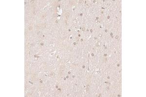 Immunohistochemistry of paraffin-embedded rat brain using HMGN1 antibody. (HMGN1 Antikörper)