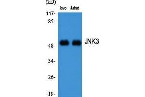 Western Blot (WB) analysis of specific cells using JNK3 Polyclonal Antibody. (MAPK10 Antikörper  (C-Term))