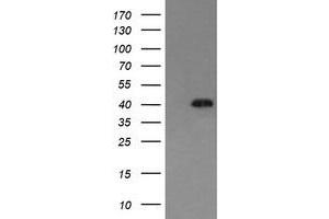 Image no. 1 for anti-Mitogen-Activated Protein Kinase 13 (MAPK13) antibody (ABIN1499962) (MAPK13 Antikörper)