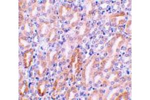 Immunohistochemistry of Dffb in mouse kidney tissue with Dffb polyclonal antibody  at 1 ug/mL . (DFFB Antikörper  (AA 314-329))