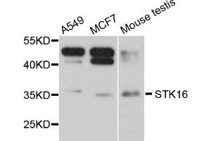 Western blot analysis of extract of various cells, using STK16 antibody.