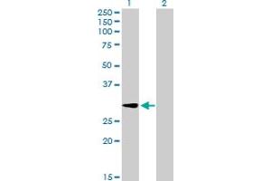 Western Blot analysis of GALNT12 expression in transfected 293T cell line by GALNT12 MaxPab polyclonal antibody.
