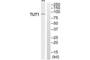 Western blot analysis of extracts from 3T3 cells, using TUT1 antiobdy.
