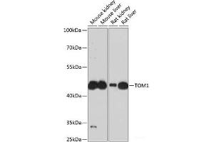 Western blot analysis of extracts of various cell lines using TOM1 Polyclonal Antibody at dilution of 1:3000. (TOM1 Antikörper)