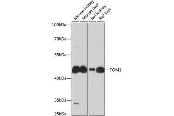 TOM1 Antikörper