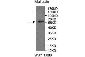 Western blot analysis of fetal brain lysate, using FUCA2 antibody.