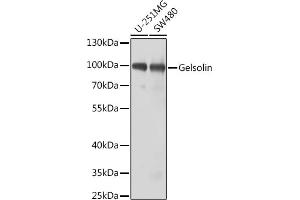 Western blot analysis of extracts of various cell lines, using Gelsolin antibody (ABIN3017054, ABIN3017055, ABIN3017056 and ABIN6219932) at 1:1000 dilution. (Gelsolin Antikörper  (AA 543-782))
