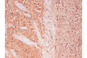 Immunohistochemistry analysis using Mouse Anti-CaV3. (CACNA1H Antikörper  (AA 1019-1293) (APC))