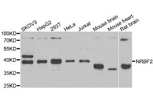 Western blot analysis of extracts of various cell lines, using NRBF2 antibody. (NRBF2 Antikörper)