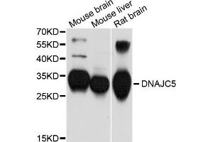 Western blot analysis of extracts of various cells, using DNAJC5 antibody. (DNAJC5 Antikörper)