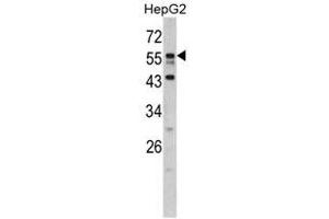 Image no. 1 for anti-Downstream Neighbor of SON (DONSON) (N-Term) antibody (ABIN452922) (DONSON Antikörper  (N-Term))