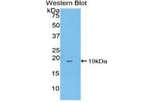Western Blotting (WB) image for anti-Fatty Acid Binding Protein 2, Intestinal (FABP2) (AA 2-132) antibody (ABIN1078015)