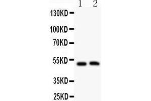 Anti- MIP antibody, Western blotting All lanes: Anti MIP  at 0. (Mip (AA 246-263), (C-Term) Antikörper)