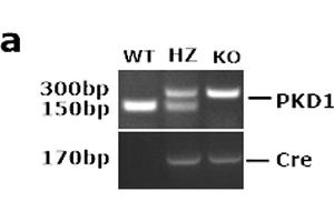 PKD1 was deleted specifically in transgenic mice. (SP7 Antikörper  (AA 331-431))