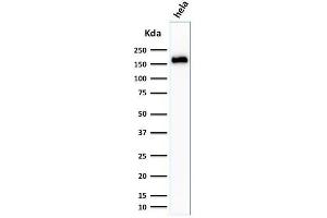 Western Blot Analysis of HeLa cell lysate using Podocalyxin Mouse Monoclonal Antibody (3D3). (PODXL Antikörper  (Extracellular Domain))