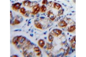 IHC-P analysis of Stomach tissue, with DAB staining. (CD103 Antikörper  (AA 671-917))