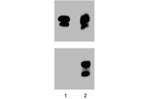 Western blot analysis for Stat1 (pY701) (far left figure). (STAT1 Antikörper  (pTyr701))