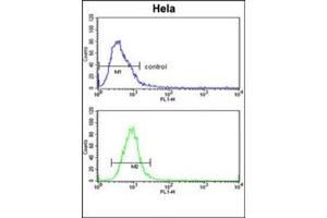 Flow cytometric analysis of Hela cells using Glypican-1 / GPC1Antibody (N-term) Cat. (GPC1 Antikörper  (N-Term))