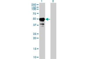 Western Blotting (WB) image for anti-Signal Transducing Adaptor Molecule (SH3 Domain and ITAM Motif) 1 (STAM) (AA 1-404) antibody (ABIN466125) (STAM Antikörper  (AA 1-404))
