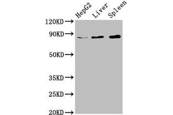 NSUN2 抗体  (AA 432-509)