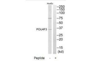 Western Blotting (WB) image for anti-POU Domain, Class 4, Transcription Factor 3 (POU4F3) (C-Term) antibody (ABIN7180223)