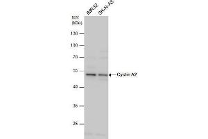 Western Blotting (WB) image for anti-Cyclin A2 (CCNA2) antibody (ABIN2855543)