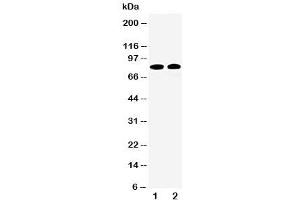 Western blot testing of Calpain 1 antibody and Lane 1:  HT1080 (CAPN1 Antikörper  (Middle Region))