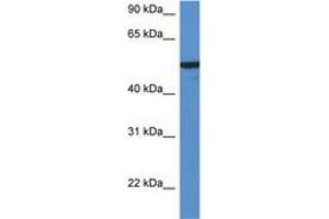 Image no. 1 for anti-Flavin Containing Monooxygenase 2 (Non-Functional) (FMO2) (AA 102-151) antibody (ABIN6746963) (FMO2 Antikörper  (AA 102-151))