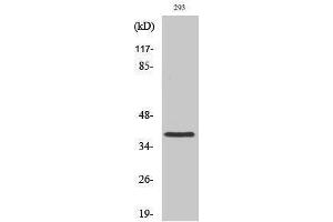 Western Blotting (WB) image for anti-Moloney Sarcoma Oncogene (MOS) (Internal Region) antibody (ABIN3185619) (MOS Antikörper  (Internal Region))