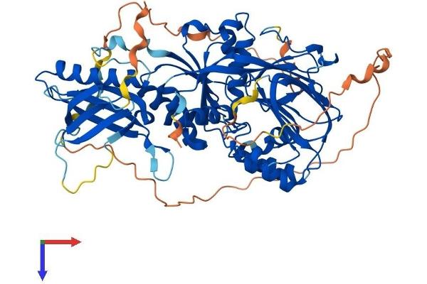 SPHK2 Protein (AA 1-617) (His tag)