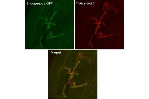 Immunofluorescence (IF) image for anti-Green Fluorescent Protein (GFP) antibody (ABIN1440019) (GFP Antikörper)