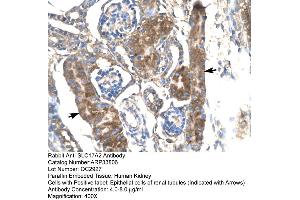 Human kidney (SLC17A2 Antikörper  (Middle Region))