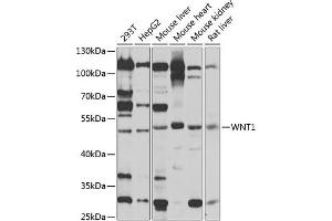 Western blot analysis of extracts of various cell lines, using WNT1 antibody (ABIN1683291, ABIN3016105, ABIN3016107 and ABIN6219551) at 1:1000 dilution. (WNT1 Antikörper  (AA 231-370))