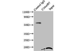 Immunoprecipitating C16orf87 in HepG2 whole cell lysate Lane 1: Rabbit control IgG instead of ABIN7175045 in HepG2 whole cell lysate. (C16ORF87 Antikörper  (AA 1-154))