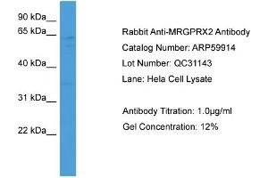 WB Suggested Anti-MRGPRX2  Antibody Titration: 0. (MRGPRX2 Antikörper  (Middle Region))
