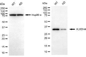 Western blotting analysis using ALKBH4 antibody (ABIN7797581). (Rekombinanter ALKBH4 Antikörper)